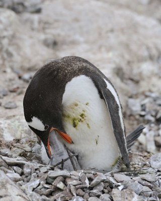 Penguin, Gentoo, feeding Chick-011214-Neko Harbour, Antarctic Peninsula-#0702.jpg