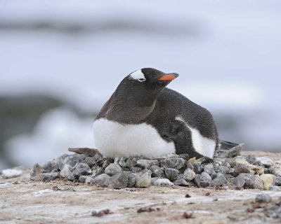 Penguin, Gentoo, nesting-011014-Port Lockroy, Goudier Island, Antarctic Peninsula-#0020.jpg