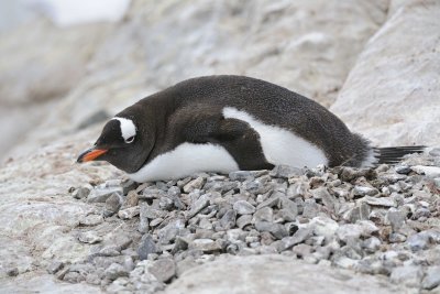 Penguin, Gentoo, nesting-011214-Neko Harbour, Antarctic Peninsula-#0154.jpg