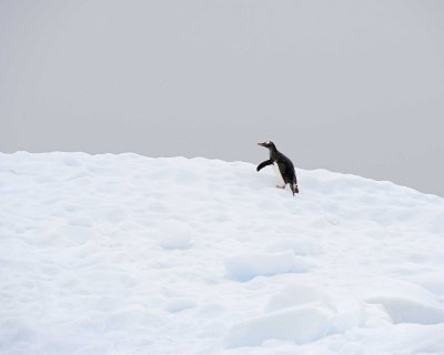 Penguin, Gentoo, on Iceberg-011214-Andvord Bay, Antarctic Peninsula-#1531.jpg
