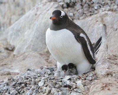 Penguin, Gentoo, w 2 Chicks-011014-Jougla Point, Wiencke Island, Antarctic Peninsula-#0973.jpg