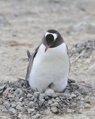 Penguin, Gentoo, w 2 Eggs-011014-Port Lockroy, Goudier Island, Antarctic Peninsula-#0408.jpg
