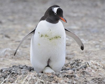 Penguin, Gentoo, w 2 Eggs-011014-Port Lockroy, Goudier Island, Antarctic Peninsula-#0709.jpg