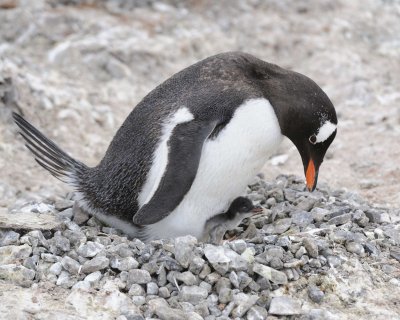 Penguin, Gentoo, w Chick-011014-Port Lockroy, Goudier Island, Antarctic Peninsula-#0741.jpg