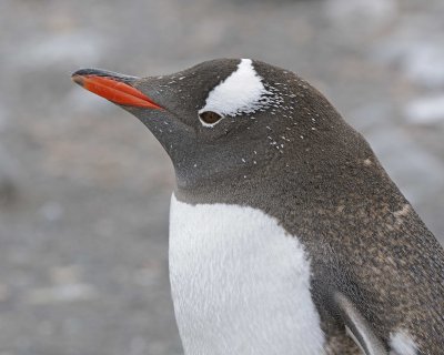 Penguin, Gentoo-010814-Elephant Point, Livingston Island-#0387.jpg