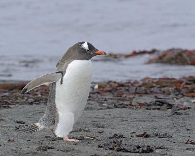 Penguin, Gentoo-010814-Elephant Point, Livingston Island-#0461.jpg