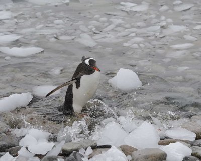 Penguin, Gentoo-010914-Cuverville Island, Antarctic Peninsula-#1606.jpg