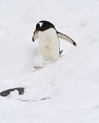 Penguin, Gentoo-010914-Cuverville Island, Antarctic Peninsula-#2295.jpg