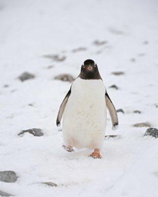 Penguin, Gentoo-010914-Cuverville Island, Antarctic Peninsula-#2432.jpg