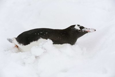 Penguin, Gentoo-010914-Cuverville Island, Antarctic Peninsula-#2574.jpg