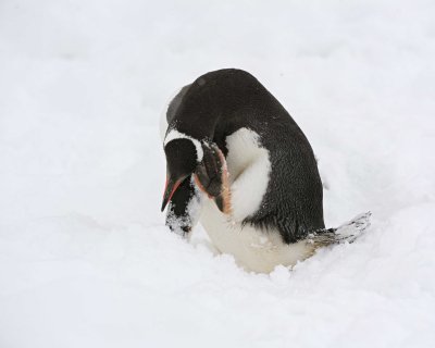 Penguin, Gentoo-010914-Cuverville Island, Antarctic Peninsula-#2702.jpg