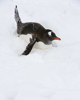 Penguin, Gentoo-010914-Cuverville Island, Antarctic Peninsula-#2717.jpg