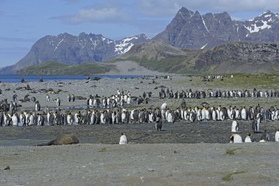 Penguin, King, Colony-122913-Bay of Isles, Salisbury Plain, S Georgia Island-#0940.jpg