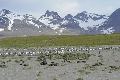 Penguin, King, Colony-122913-Bay of Isles, Salisbury Plain, S Georgia Island-#0960.jpg
