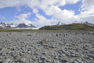 Penguin, King, Colony-122913-Bay of Isles, Salisbury Plain, S Georgia Island-#1193.jpg