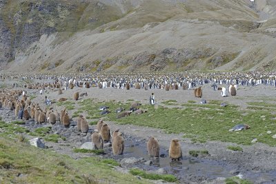 Penguin, King, Colony-123013-Fortuna Bay, S Georgia Island-#1236.jpg