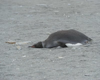 Penguin, King, Melanistic, Black Head-010114-St Andrews Bay, S Georgia Island-#1406.jpg
