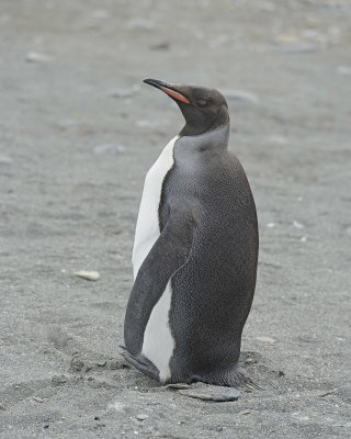 Penguin, King, Melanistic, Black Head-010114-St Andrews Bay, S Georgia Island-#1558.jpg