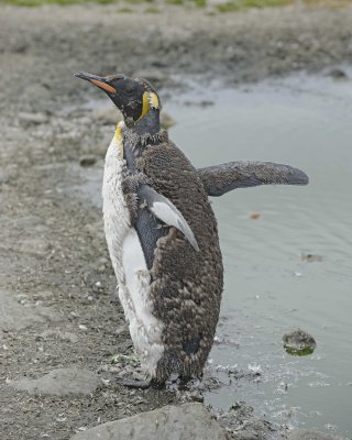 Penguin, King, Molting-010114-St Andrews Bay, S Georgia Island-#1127.jpg