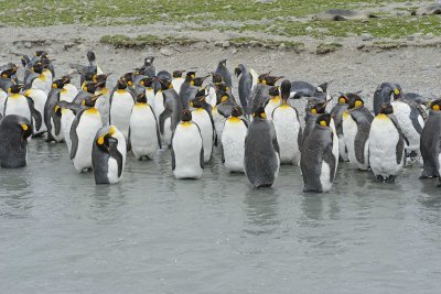 Penguin, King, Molting-010114-St Andrews Bay, S Georgia Island-#1288.jpg