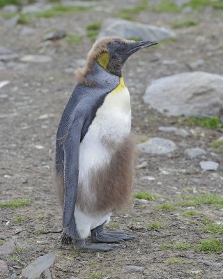 Penguin, King, Oakum Boy-010114-St Andrews Bay, S Georgia Island-#0400.jpg