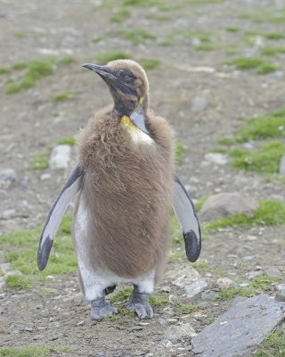 Penguin, King, Oakum Boy-010114-St Andrews Bay, S Georgia Island-#0838.jpg