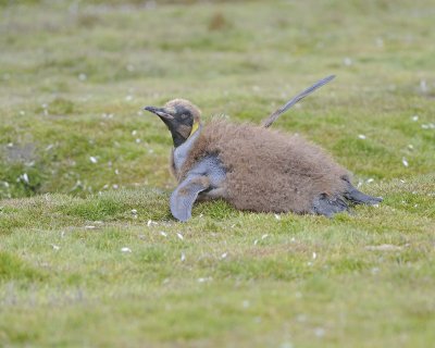 Penguin, King, Oakum Boy-123013-Fortuna Bay, S Georgia Island-#0238.jpg