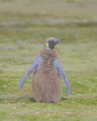 Penguin, King, Oakum Boy-123013-Fortuna Bay, S Georgia Island-#0278.jpg