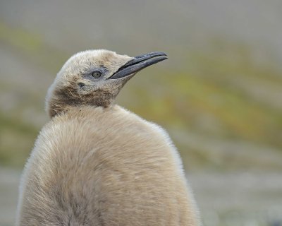 Penguin, King, Oakum Boy-123013-Fortuna Bay, S Georgia Island-#1139.jpg