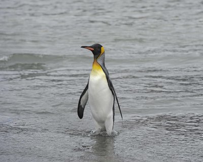Penguin, King, coming out of water-010114-St Andrews Bay, S Georgia Island-#1818.jpg
