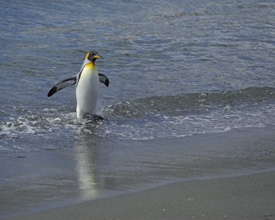 Penguin, King, coming out of water-010214-Gold Harbour, S Georgia Island-#0034.jpg