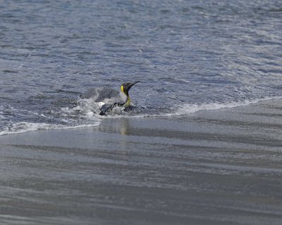 Penguin, King, coming out of water-010214-Gold Harbour, S Georgia Island-#0423.jpg