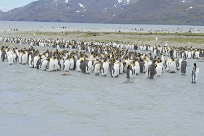 Penguin, King, molting, Colony-010114-St Andrews Bay, S Georgia Island-#1285.jpg