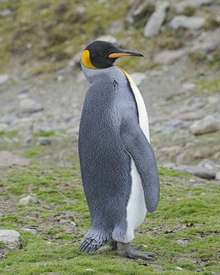 Penguin, King-010114-St Andrews Bay, S Georgia Island-#1008.jpg