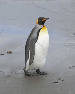 Penguin, King-010114-St Andrews Bay, S Georgia Island-#1797.jpg