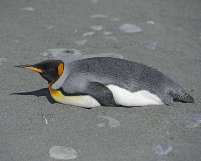 Penguin, King-010214-Gold Harbour, S Georgia Island-#0189.jpg