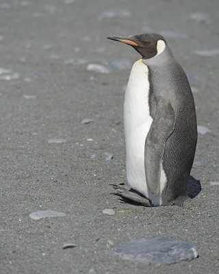 Penguin, King-010214-Gold Harbour, S Georgia Island-#0216.jpg