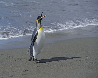 Penguin, King-010214-Gold Harbour, S Georgia Island-#0311.jpg