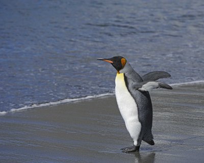 Penguin, King-010214-Gold Harbour, S Georgia Island-#0574.jpg
