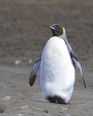 Penguin, King-122913-Bay of Isles, Salisbury Plain, S Georgia Island-#0077.jpg