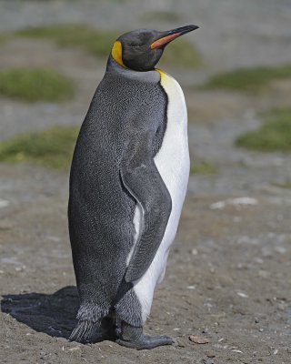 Penguin, King-122913-Bay of Isles, Salisbury Plain, S Georgia Island-#0298.jpg