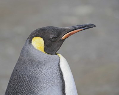 Penguin, King-122913-Bay of Isles, Salisbury Plain, S Georgia Island-#0305.jpg