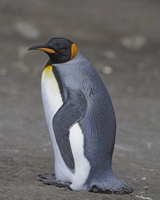 Penguin, King-122913-Bay of Isles, Salisbury Plain, S Georgia Island-#0418.jpg