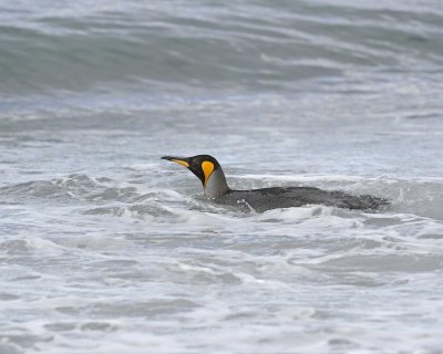 Penguin, King-122913-Bay of Isles, Salisbury Plain, S Georgia Island-#0649.jpg
