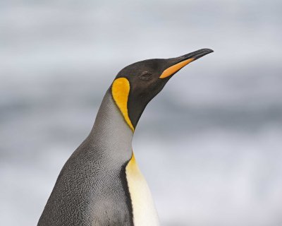Penguin, King-122913-Bay of Isles, Salisbury Plain, S Georgia Island-#0744.jpg