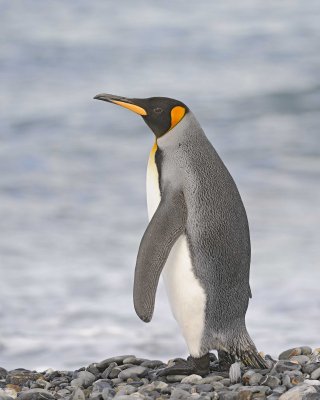 Penguin, King-122913-Bay of Isles, Salisbury Plain, S Georgia Island-#0795.jpg