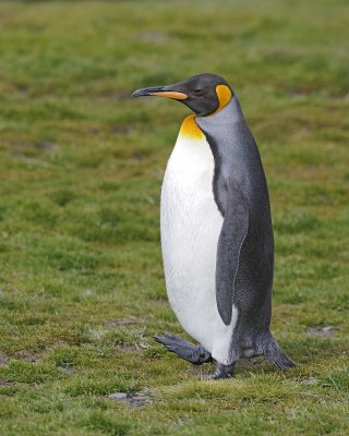 Penguin, King-123013-Fortuna Bay, S Georgia Island-#0064.jpg