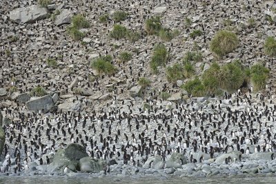 Penguin, Macaroni, Colony-010314-Cooper Bay, S Georgia Island-#1063.jpg