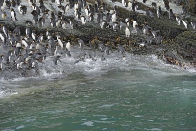 Penguin, Macaroni, Colony-123113-Hercules Bay, S Georgia Island-#1198.jpg