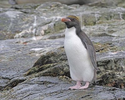 Penguin, Macaroni-010314-Cooper Bay, S Georgia Island-#0239.jpg